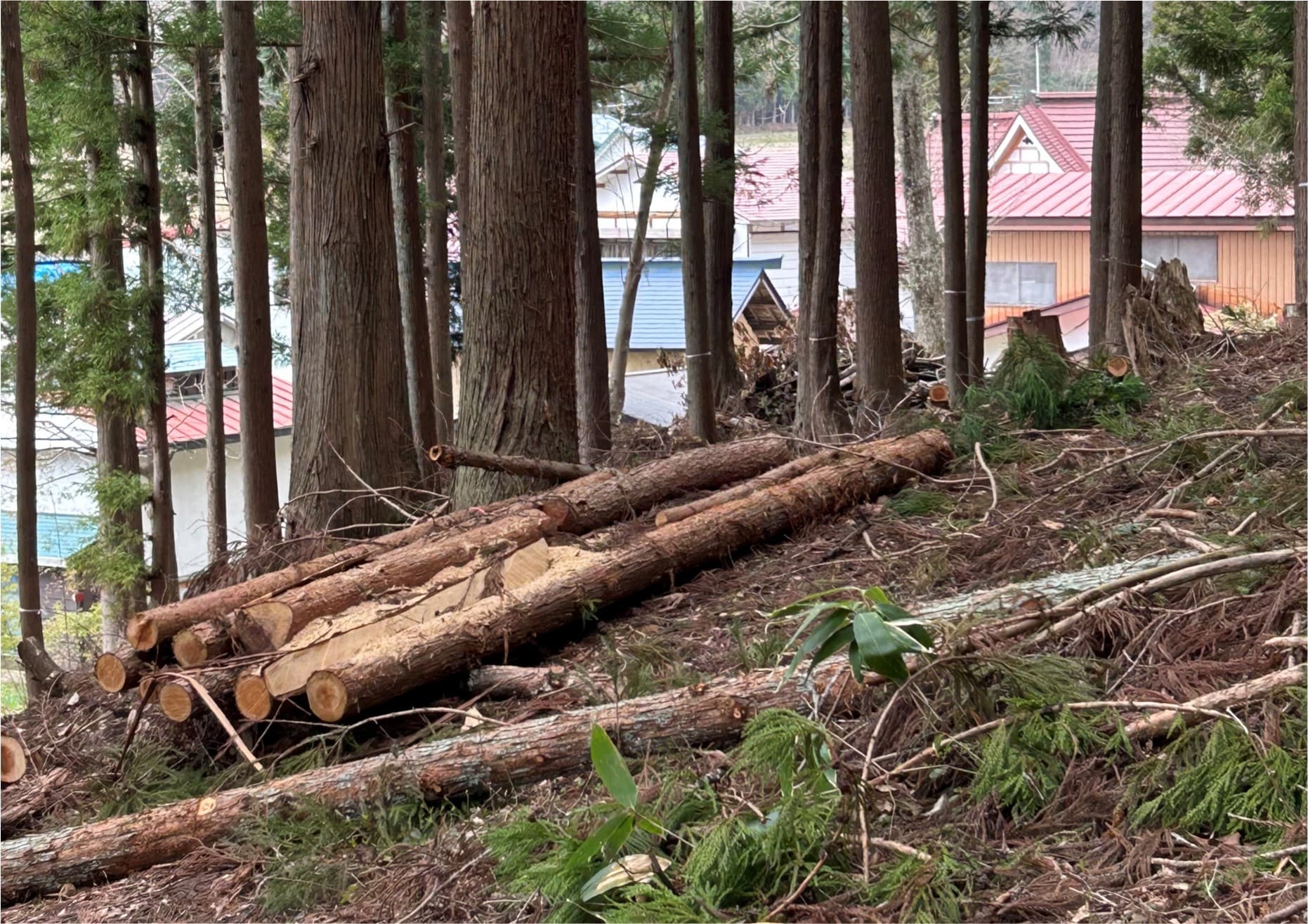 minamiaizu-timber-longer than 4m-2.jpg