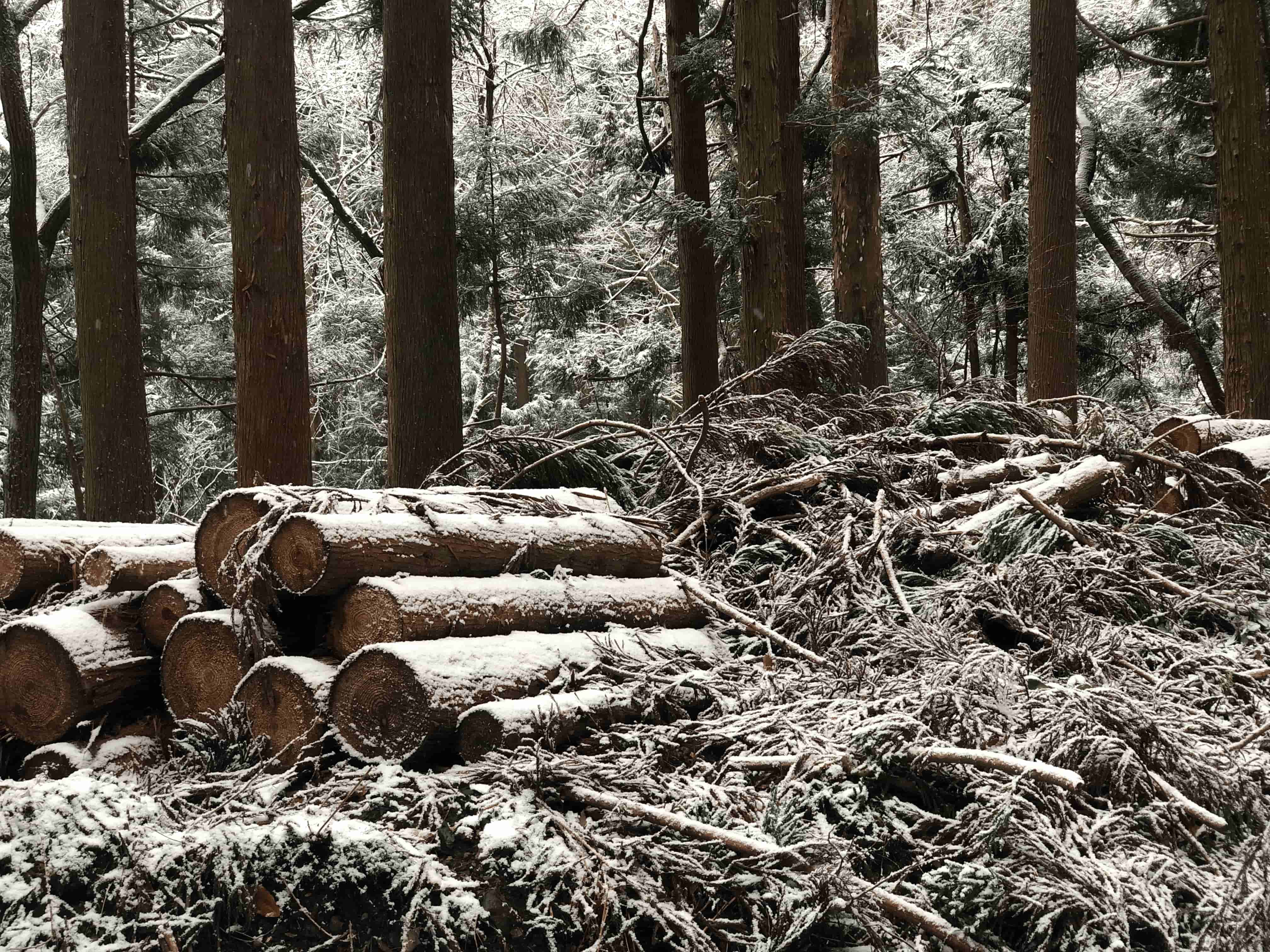 snow-cedar-logs.jpg