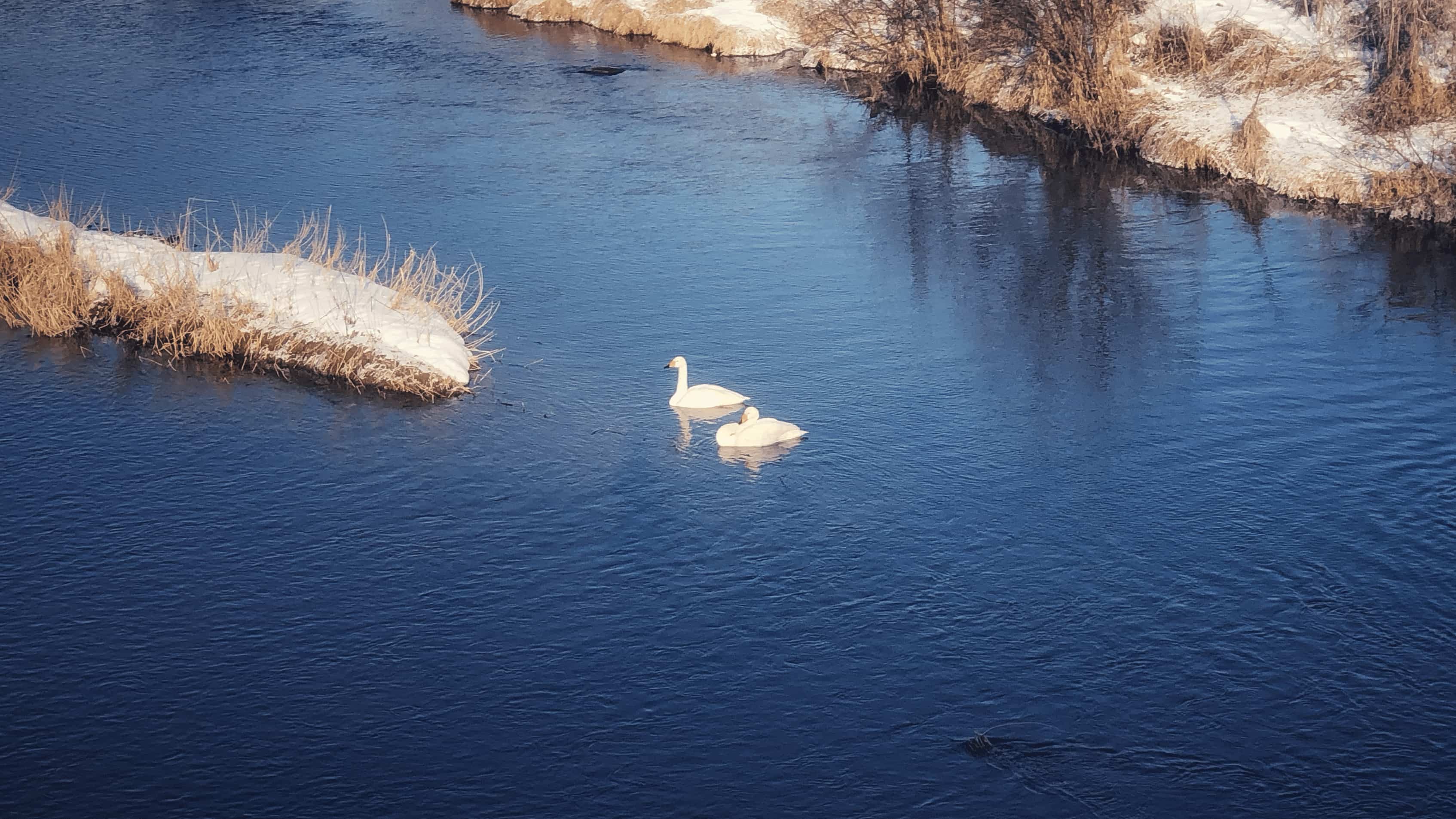 swan-on the river-yamaneko blog.jpg