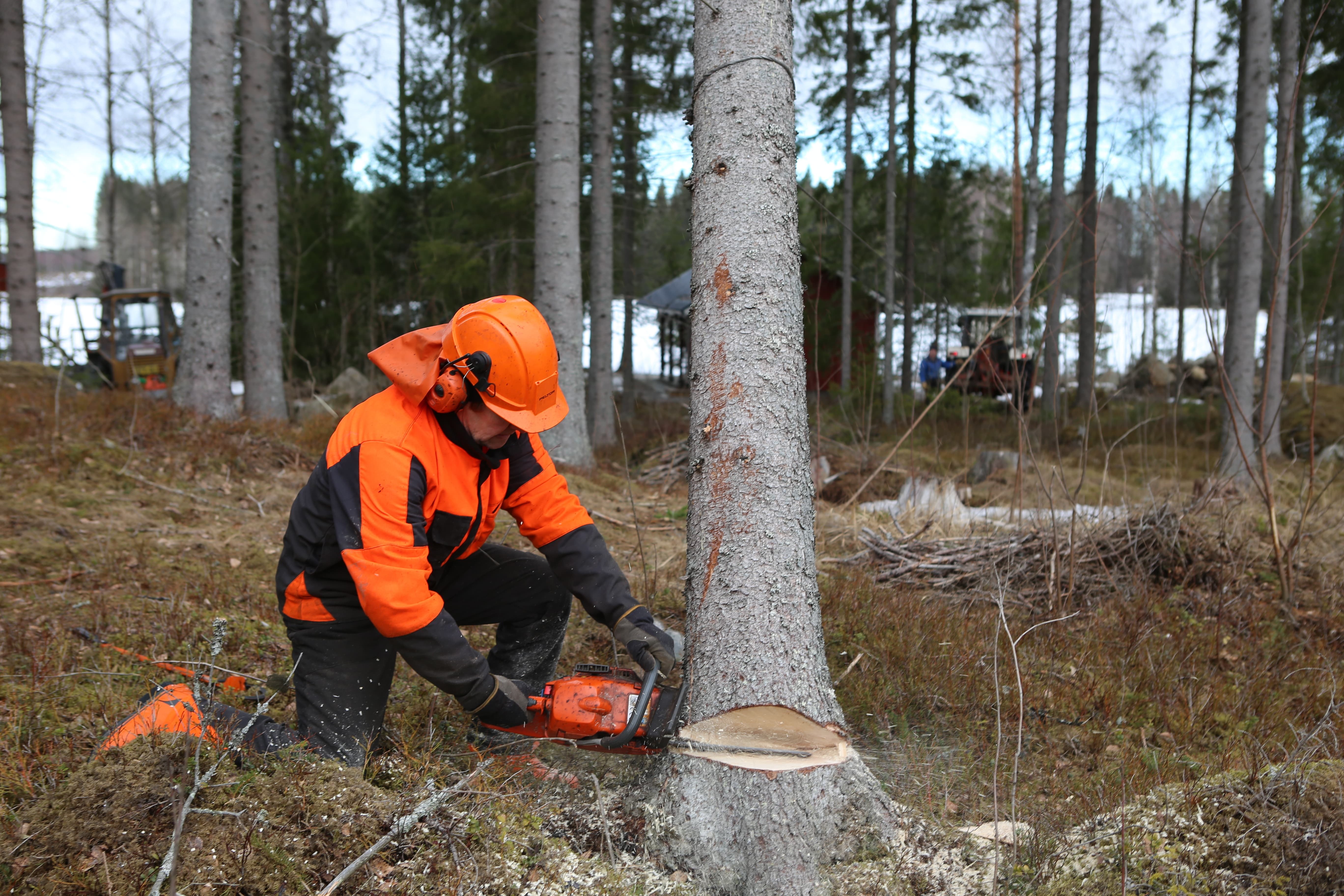 logging.jpg